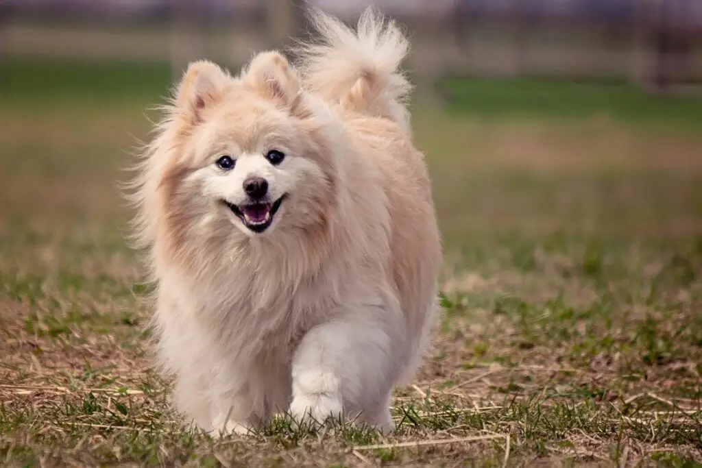 races de mélange de corgi
