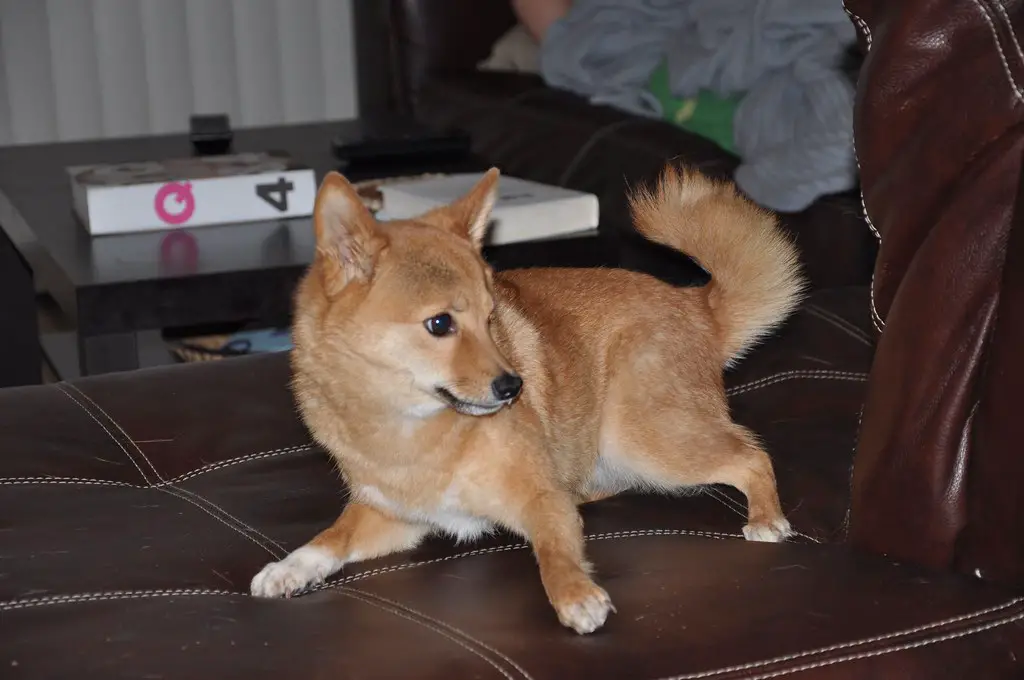 races de mélange de corgi
