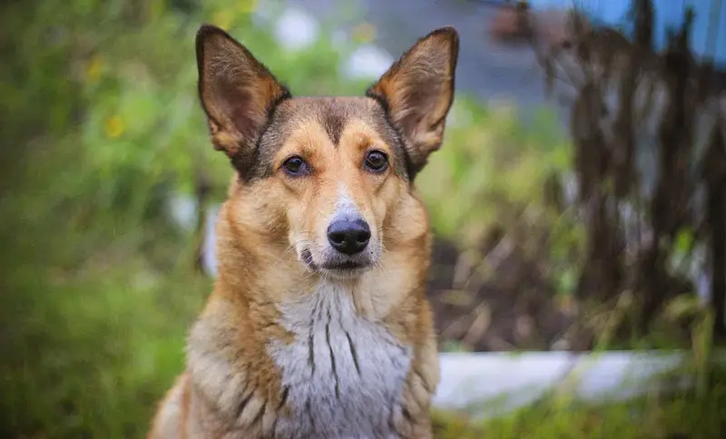 mélanges de corgis
