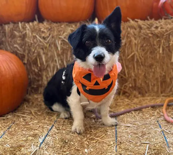 mélange de caniche corgi