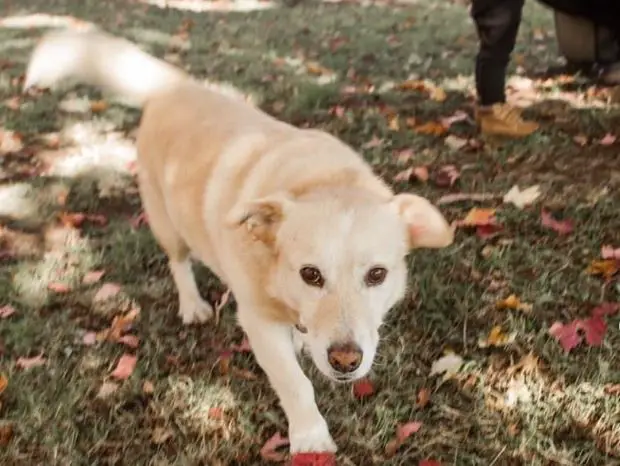 mélange corgi retriever à vendre