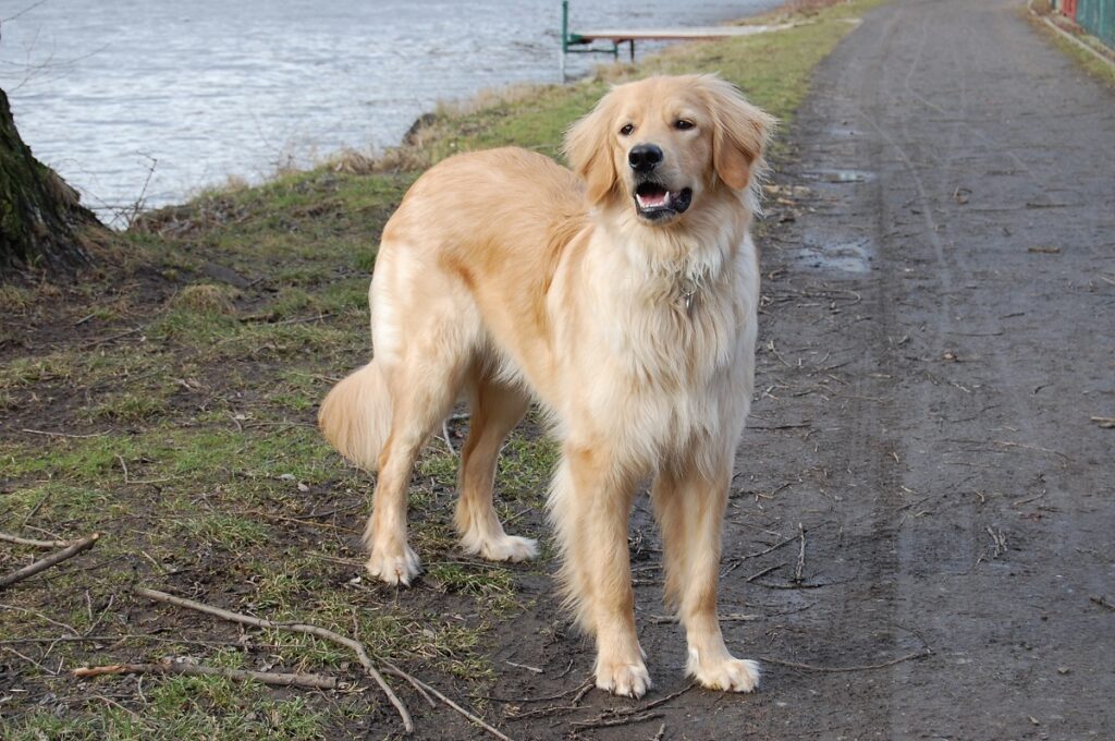 jolies grandes races de chiens
