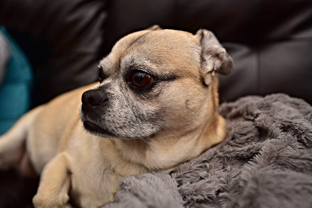 mélanges de chiens mignons
