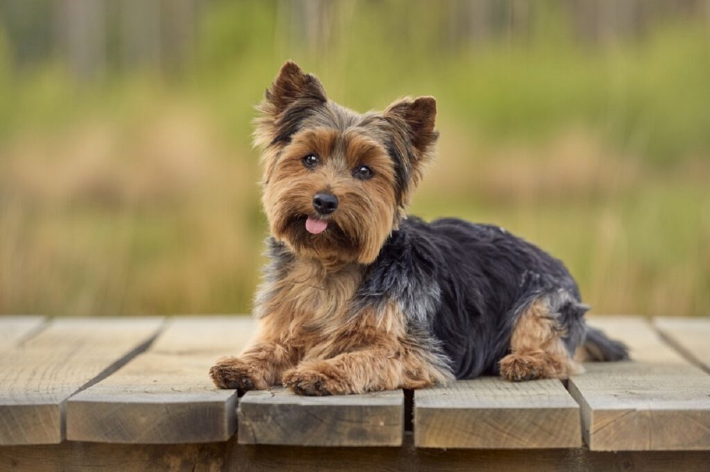 chiens mignons qui ne muent pas
