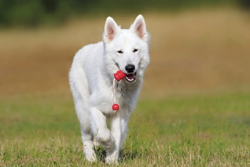 mignon chien blanc moelleux
