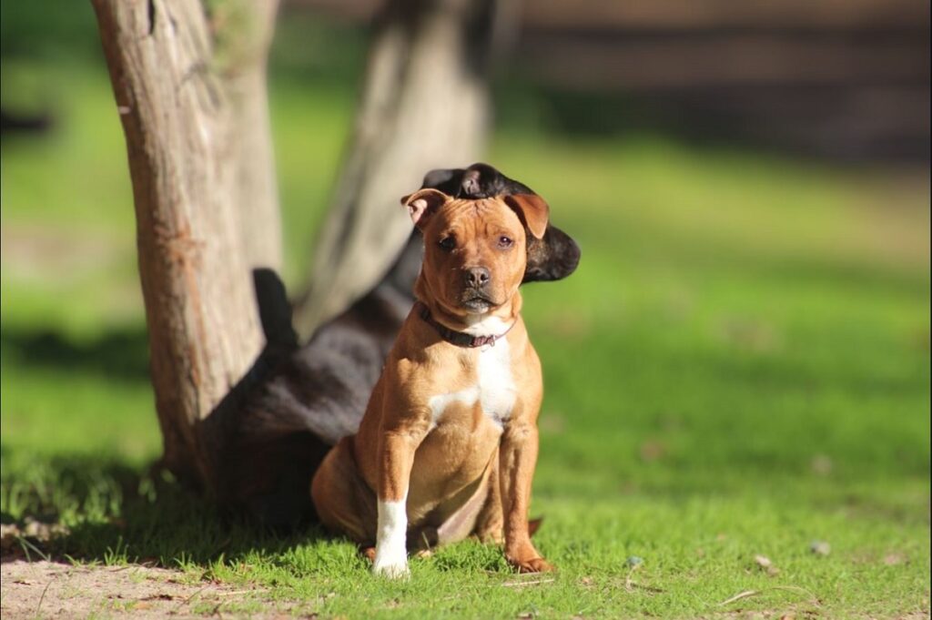 chiens de garde mignons
