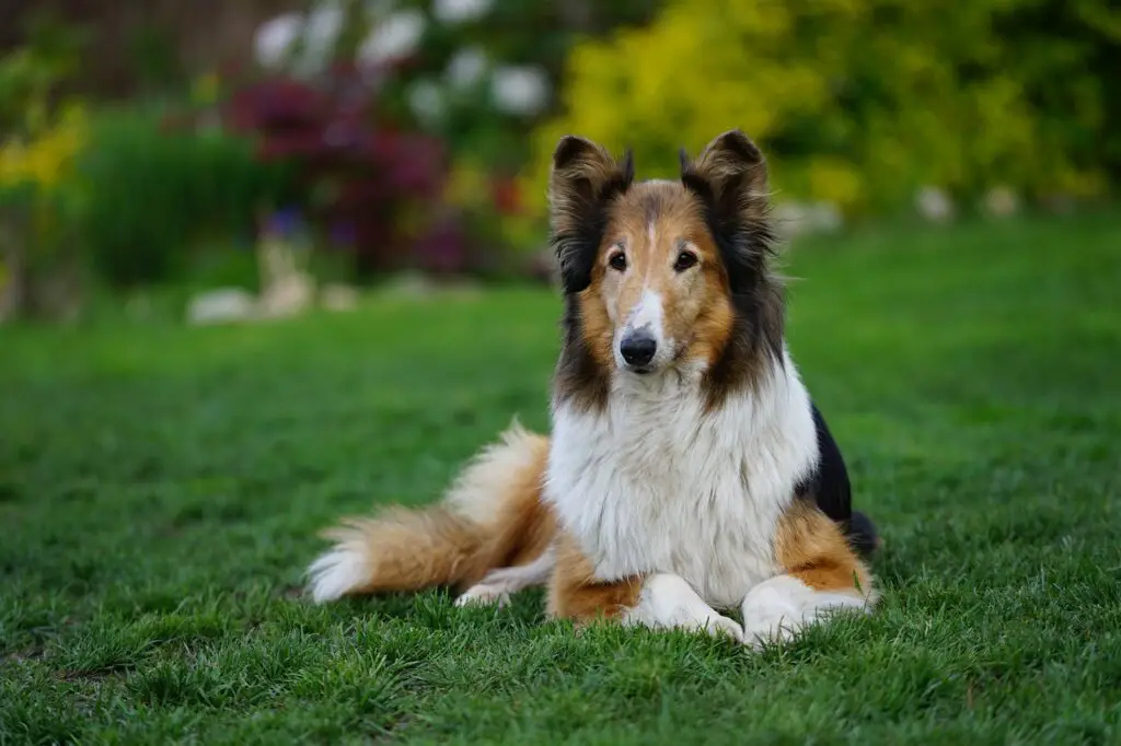 races de chiens de taille moyenne les plus mignonnes
