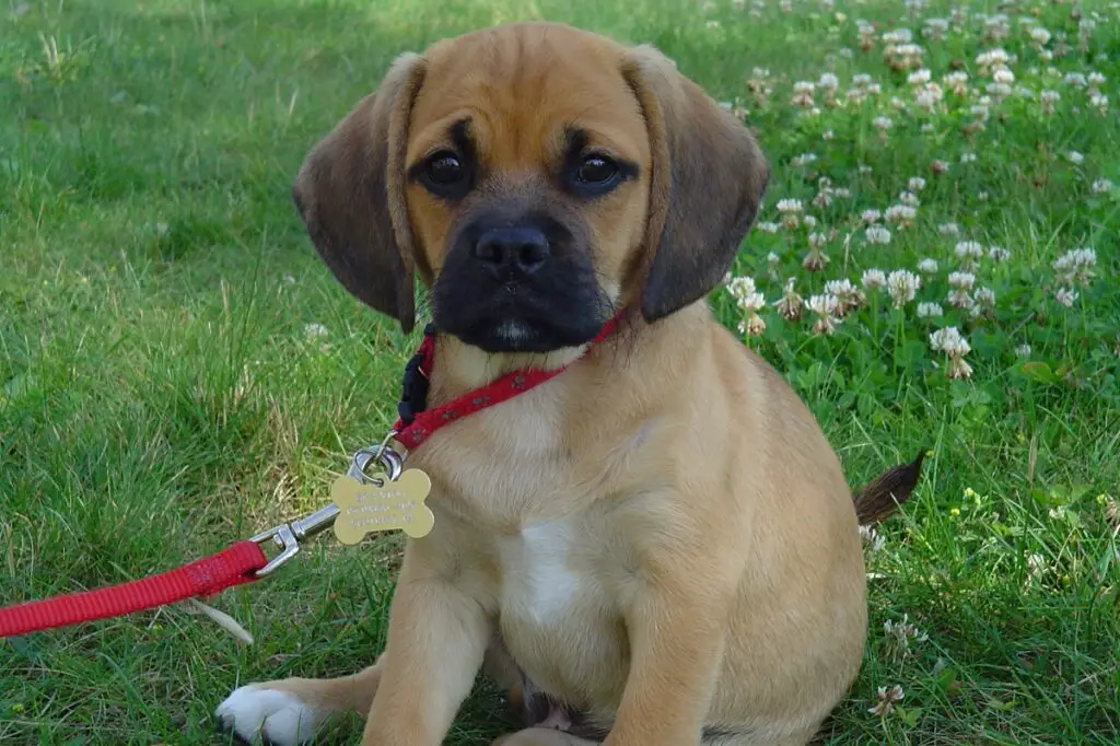 races de chiens mixtes les plus mignonnes
