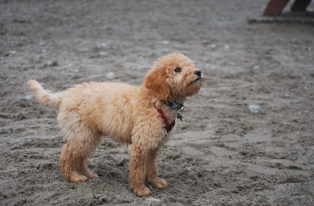 les chiens les plus mignons
