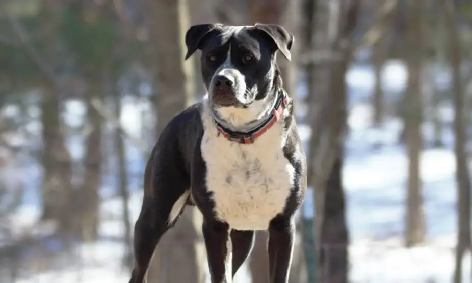 les mélanges de pitbull les plus mignons
