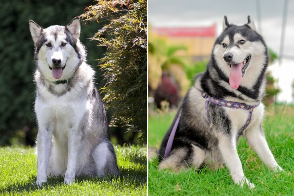 différence entre malamute et husky