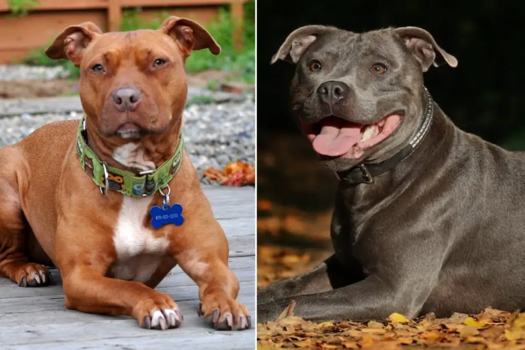 différence entre un pitbull et un staffordshire terrier