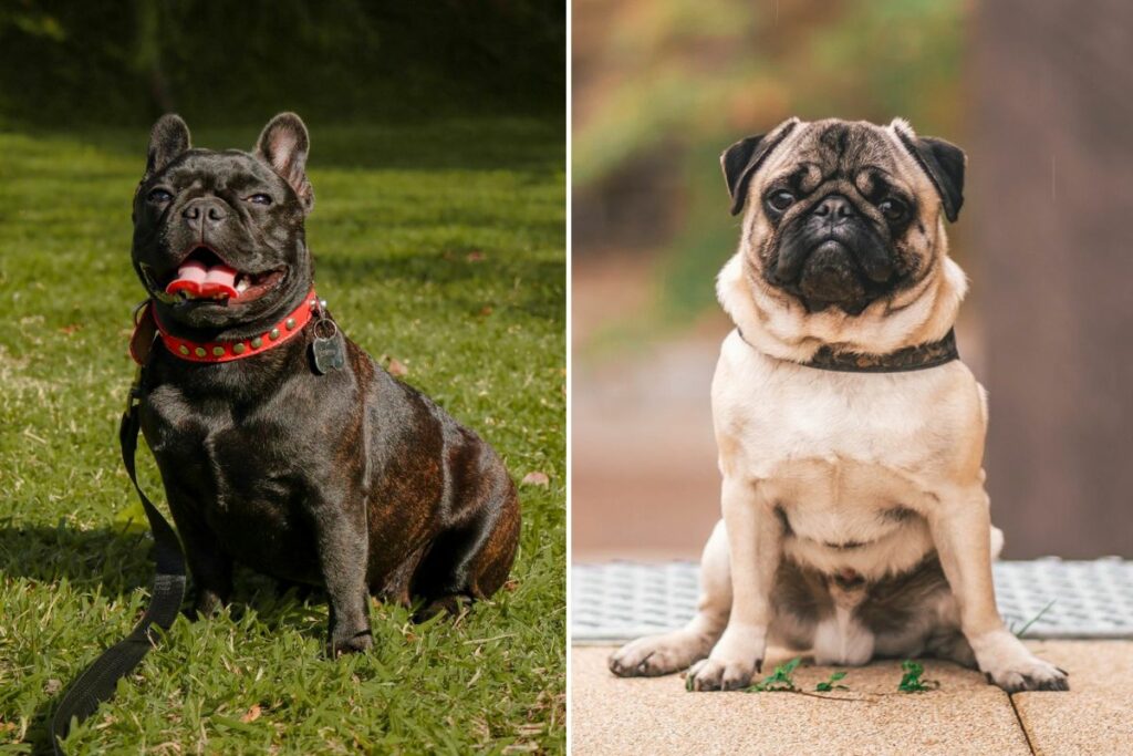 différence entre les carlins et les bouledogues français