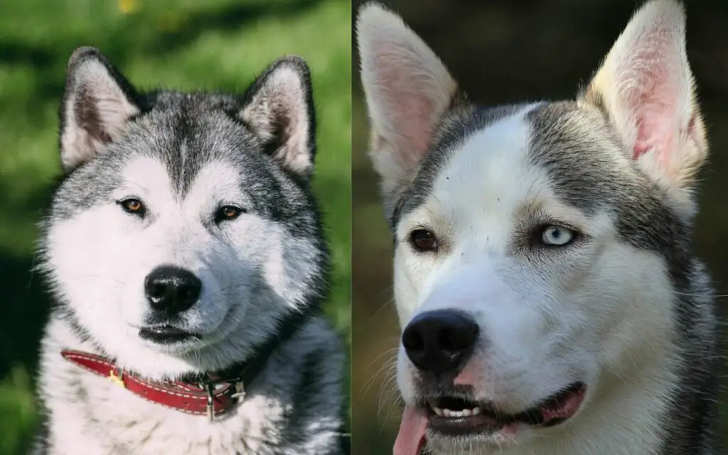 différence entre le husky sibérien et le husky d'Alaska