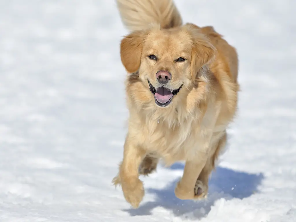 différentes races de golden retrievers
