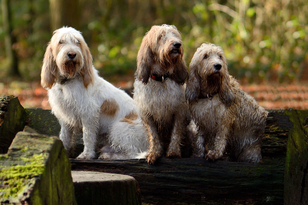 différentes races de chiens de chasse
