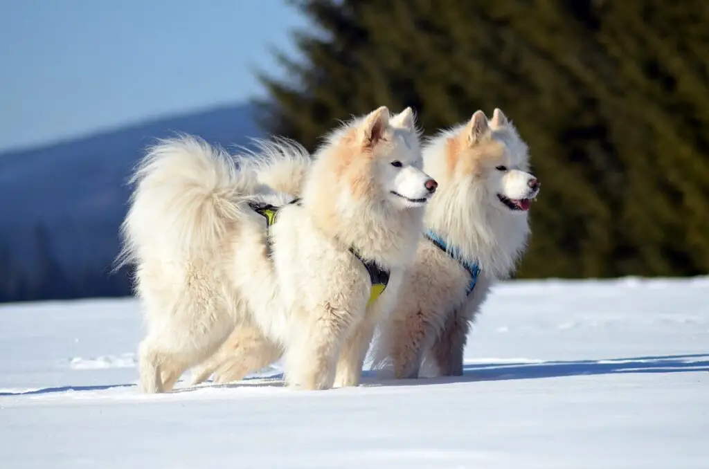 différentes races de husky
