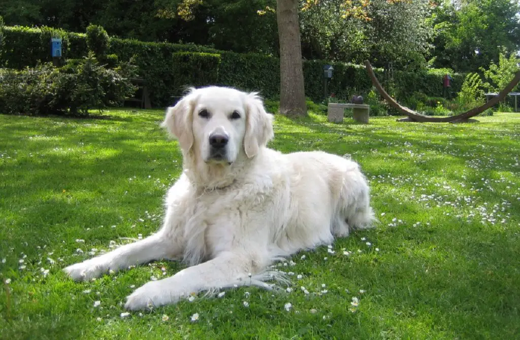 différents types de golden retrievers
