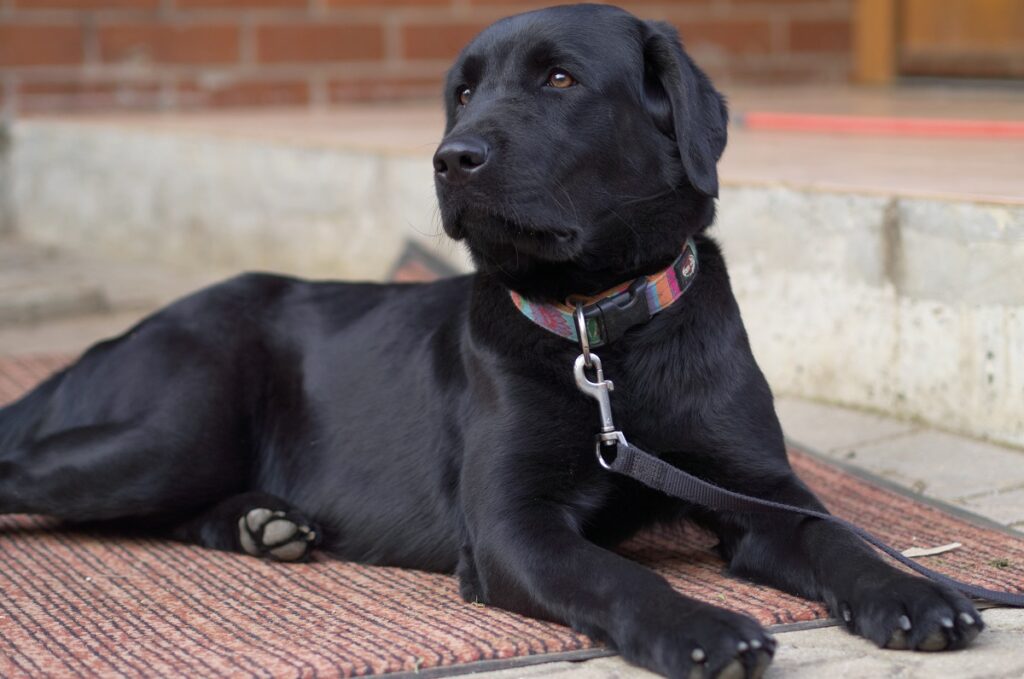 les chiens ont-ils les pieds palmés
