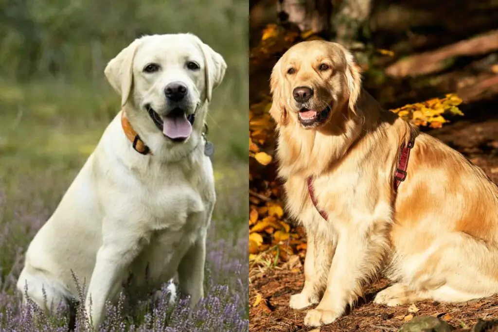 les labradors perdent-ils plus que les golden retrievers
