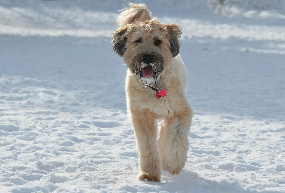 Getty Images les terriers perdent-ils