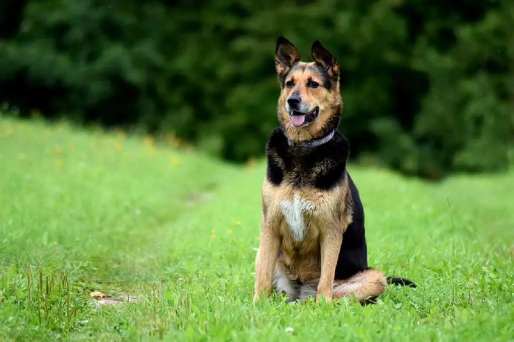 animaux de compagnie populaires
