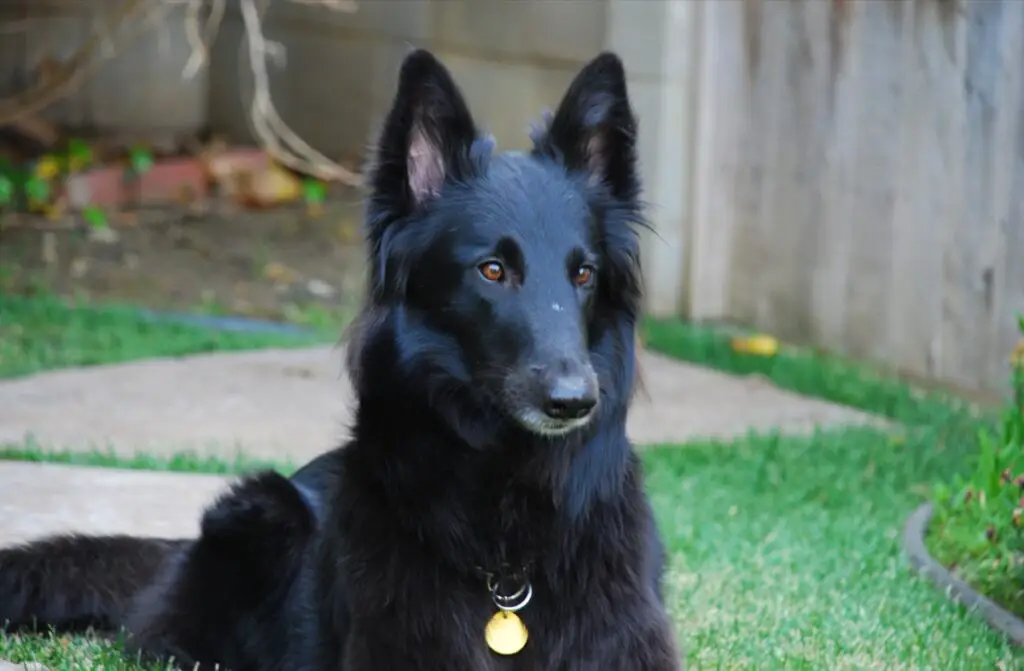 races de chiens avec photos
