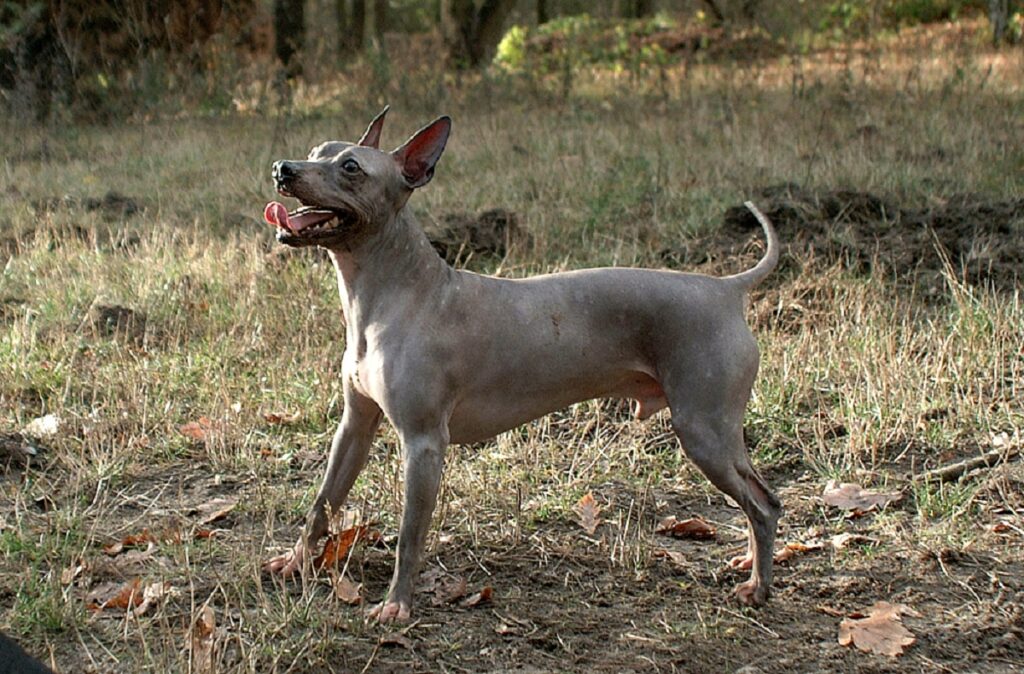 races de chiens qui ne muent pas
