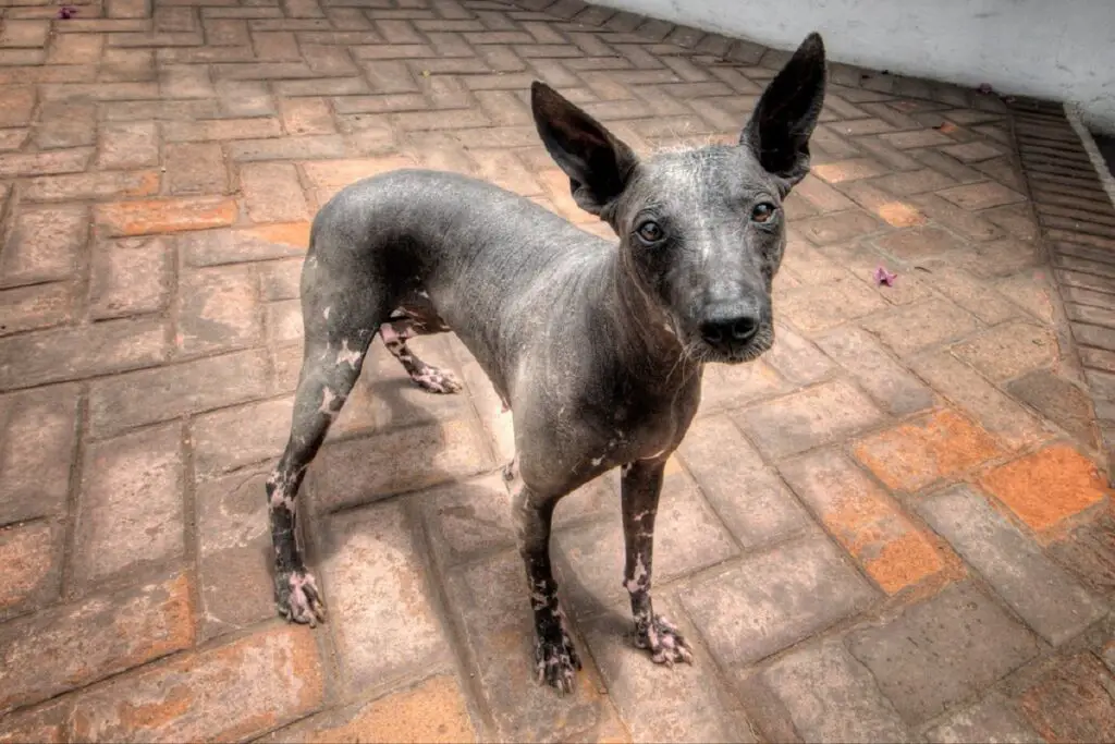 races de chiens qui ne muent pas
