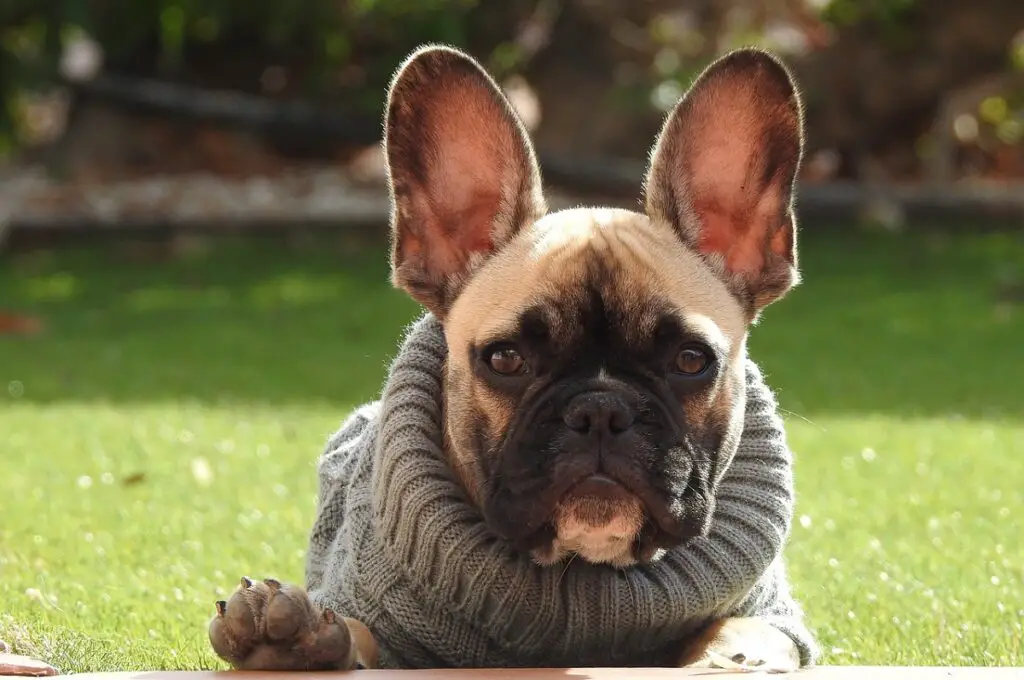 races de chiens avec de grandes oreilles