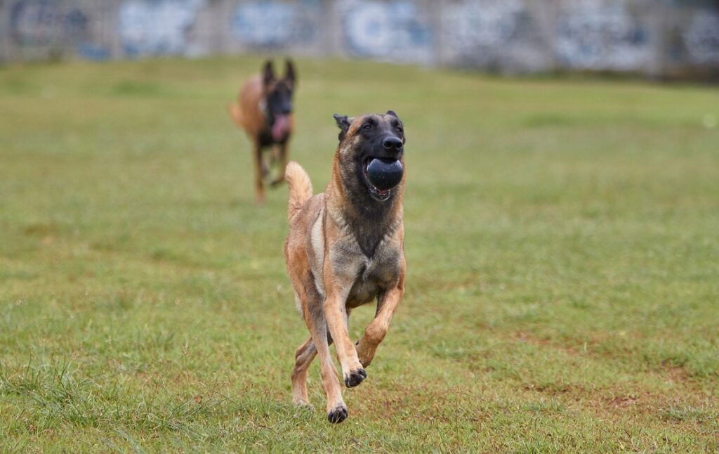 races de chiens avec photos
