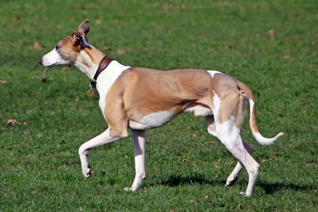 chien comme un lévrier