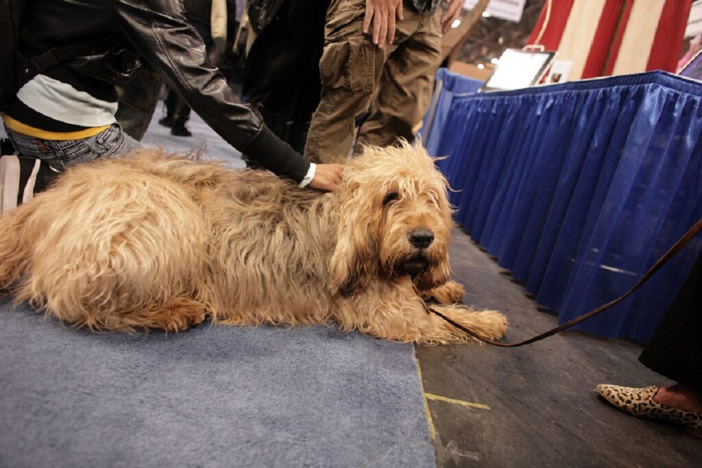 pieds palmés pour chien
