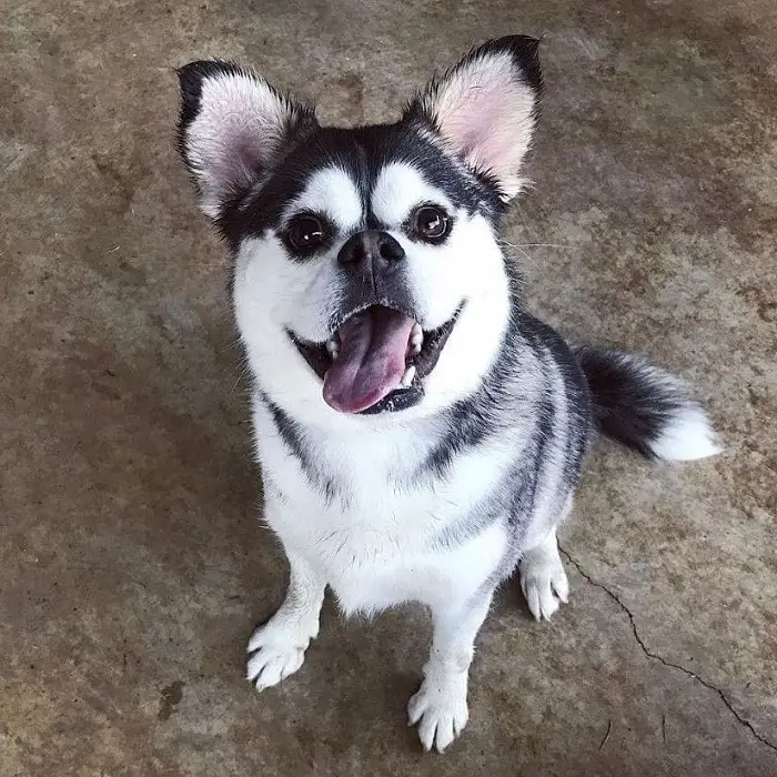 chien qui ressemble à un husky