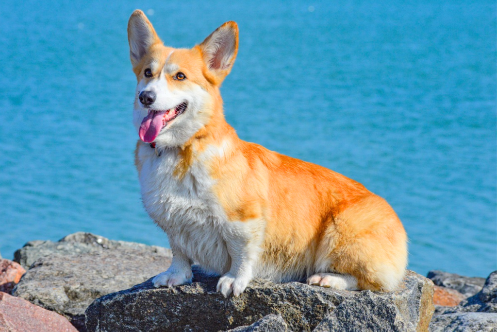 race de chien avec de grandes oreilles
