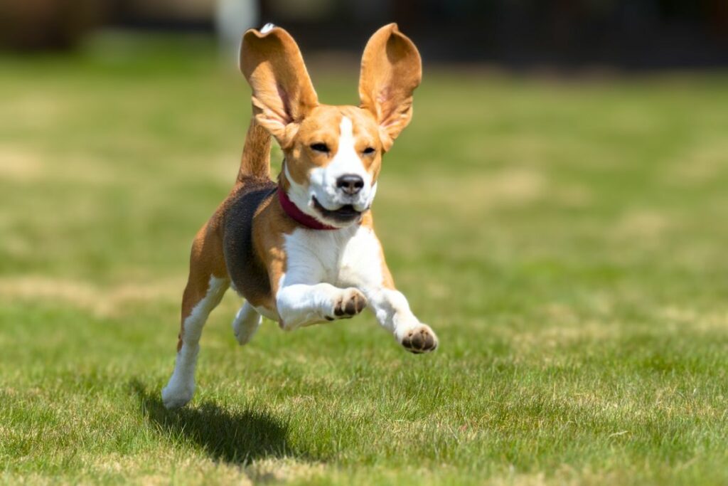 chien avec de longues oreilles
