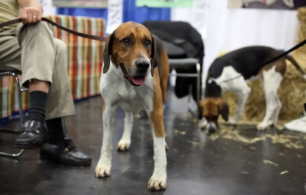 chiens du groupe de chiens
