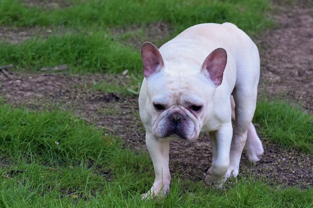 des chiens comme des bouledogues français