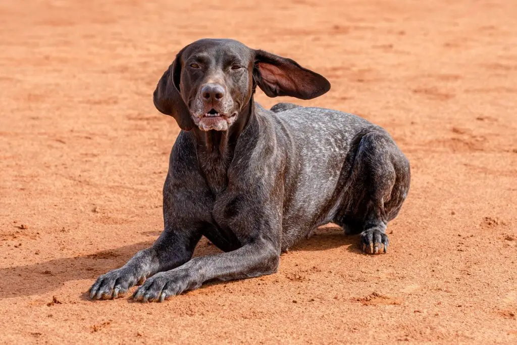 les chiens comme le pointeur allemand à poil court