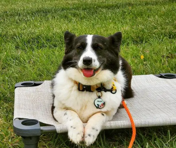 chiens mélangés avec des corgis
