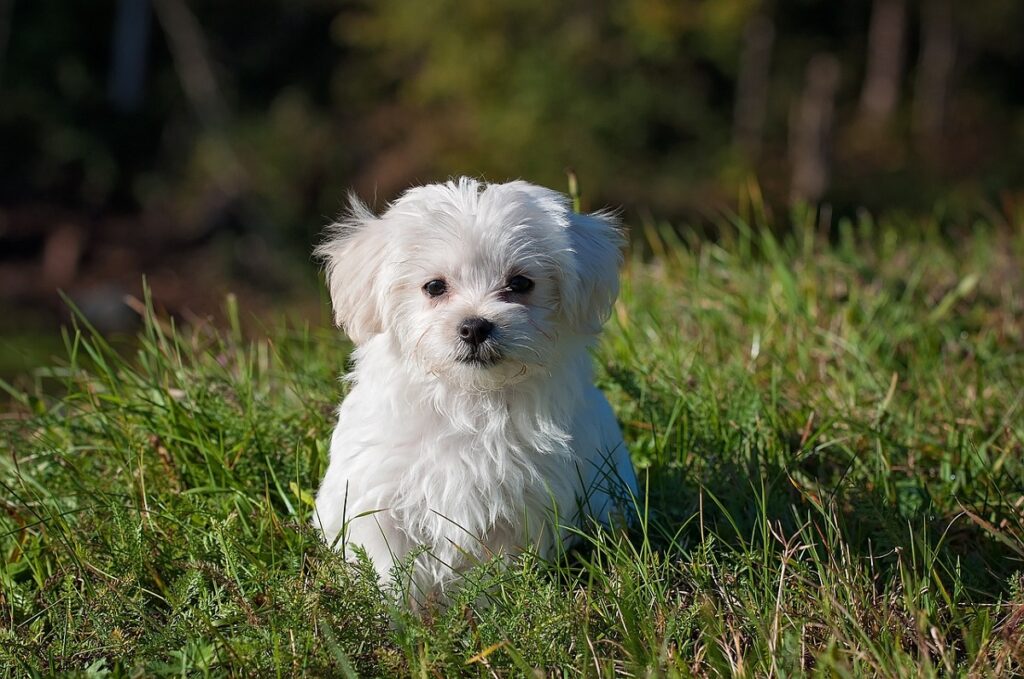 chiens qui ne muent pas
