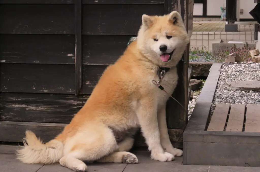 des chiens qui ressemblent à des huskies
