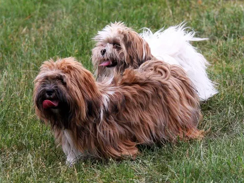 chiens qui ressemblent à des shih tzu