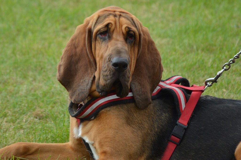 chiens avec de longues oreilles
