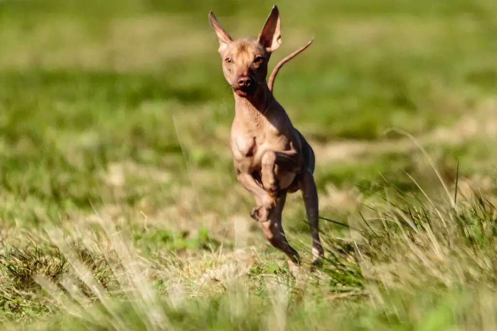 chiens sans poils
