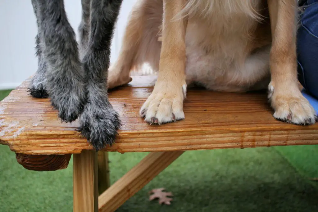 chiens aux pattes palmées
