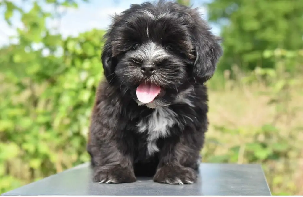 facile à entretenir pour les chiens
