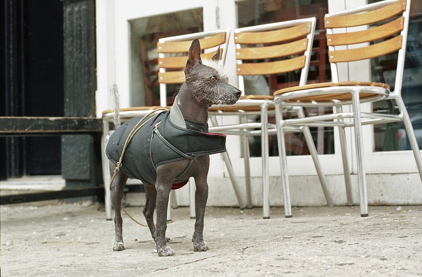 chien égyptien sans poils
