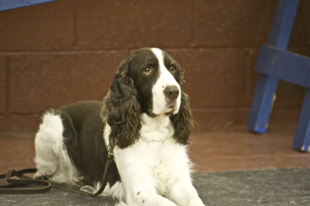 chiens de chasse anglais
