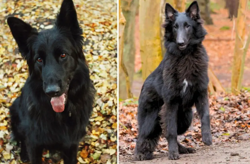 races de chiens de ferme
